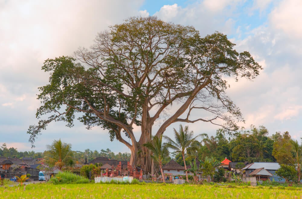 See a 500 year old banyan tree