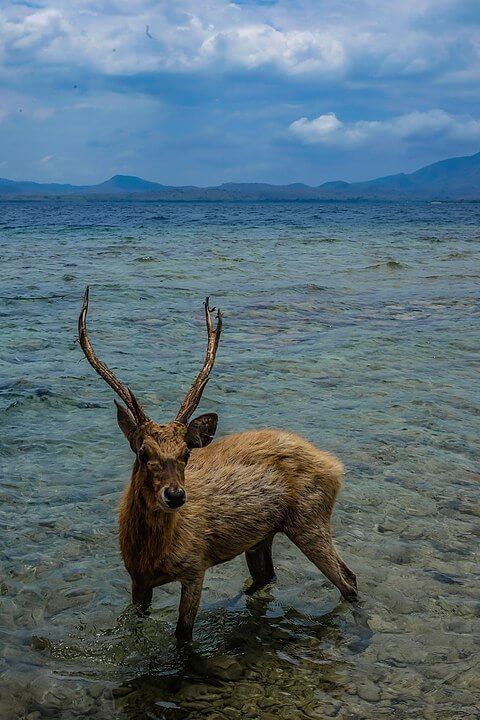 Deer Island, Bali