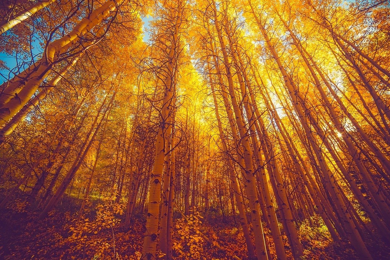 autumn leaves and foliage in colorado woods golden yellow