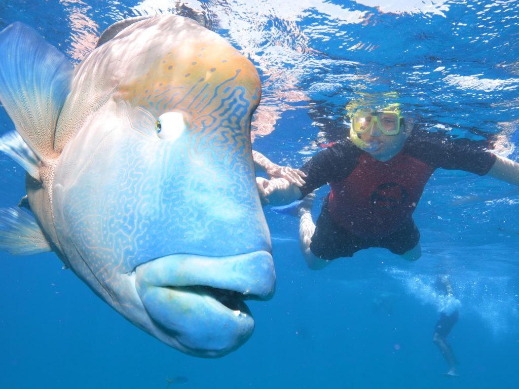 diving with a grouper backpacking cairns