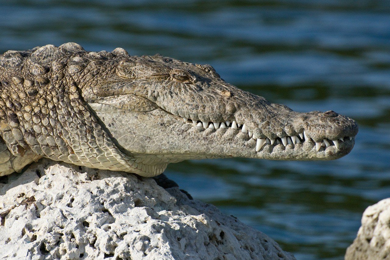 gator in biscayne national park florida