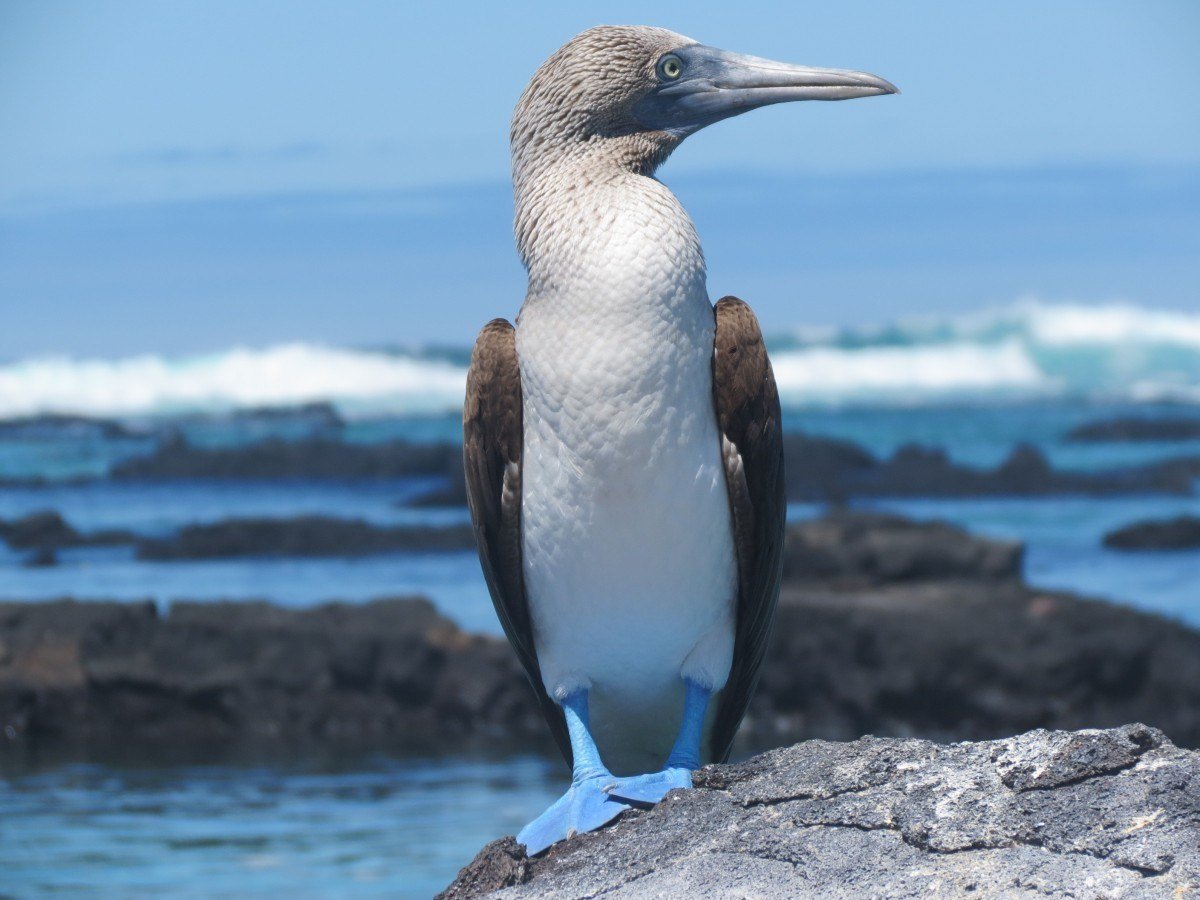 best Galapagos tours