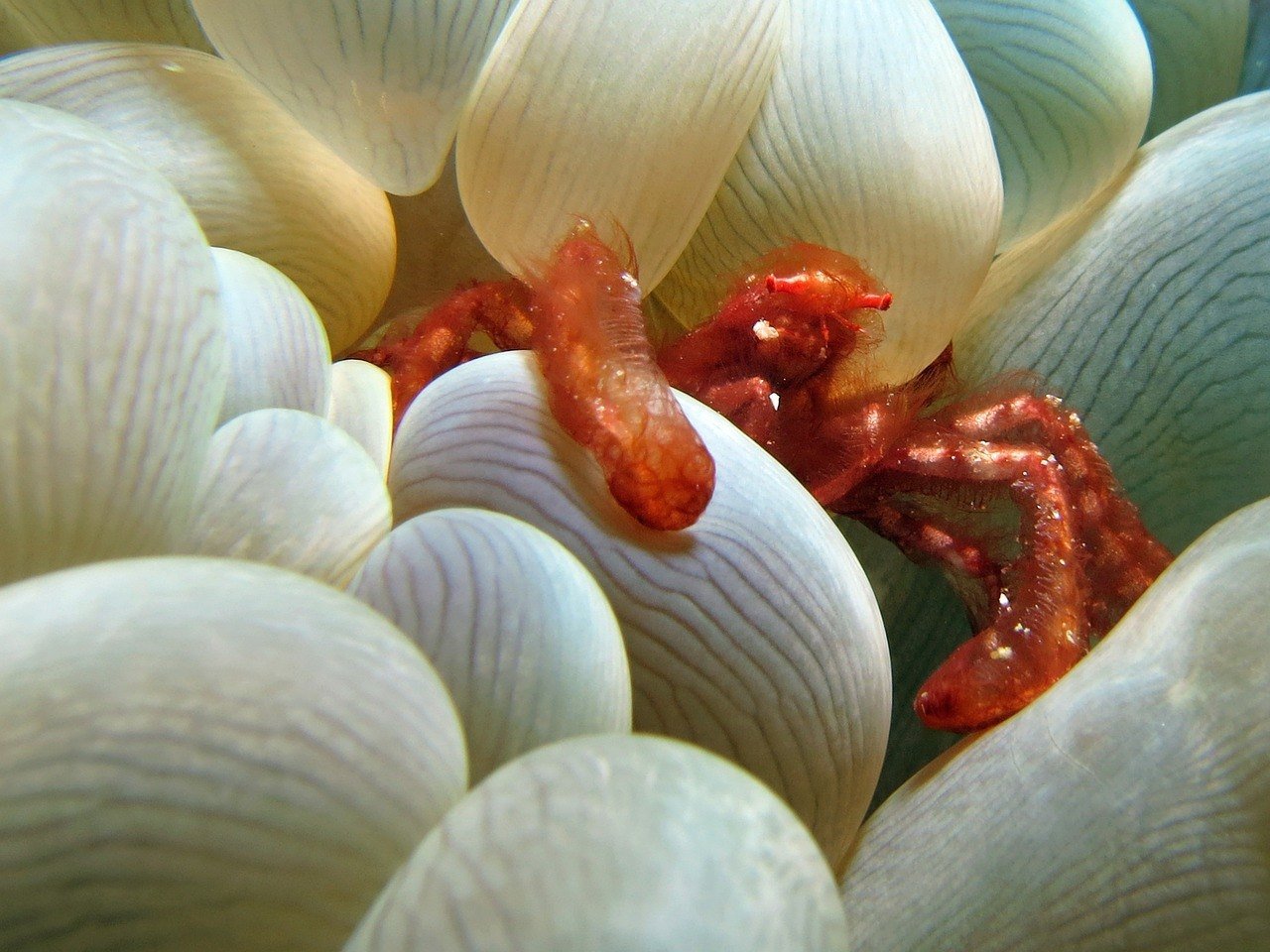 litlle crab hiding in coral best dive cameras