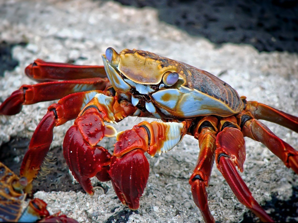 best galapagos tours