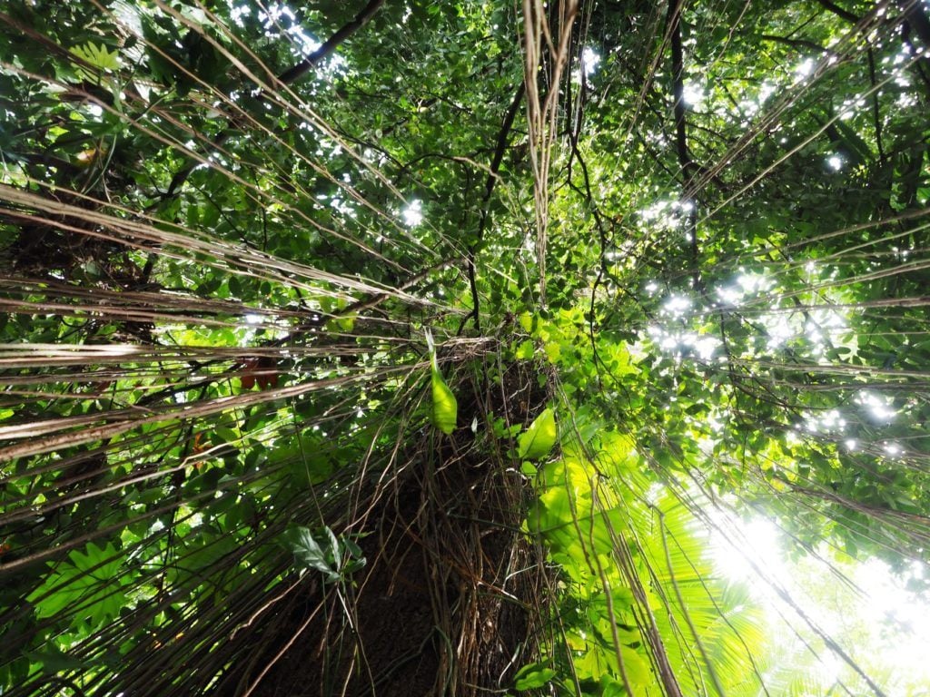 daintree rainforest backpacking cairns