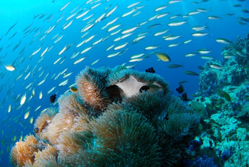 Fish swimming over a coral reef in the ocean 