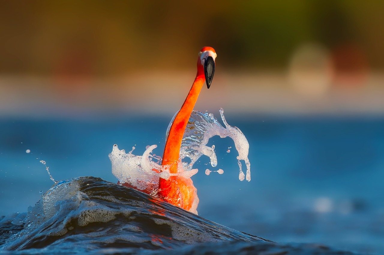 flamingo swimming in florida