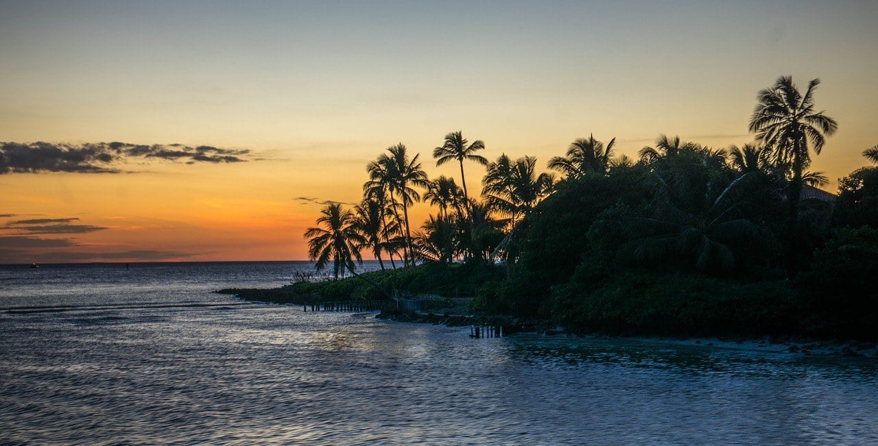 florida palm trees sunset
