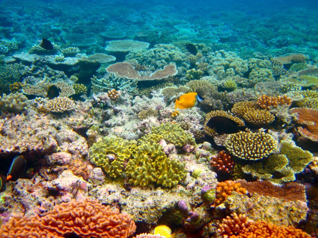 great barrier reef