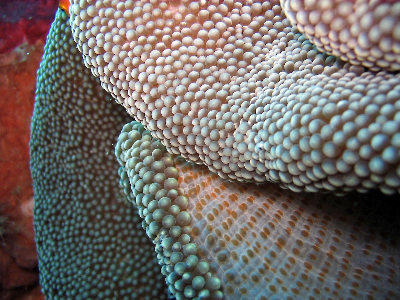 macro of coral dive photography o