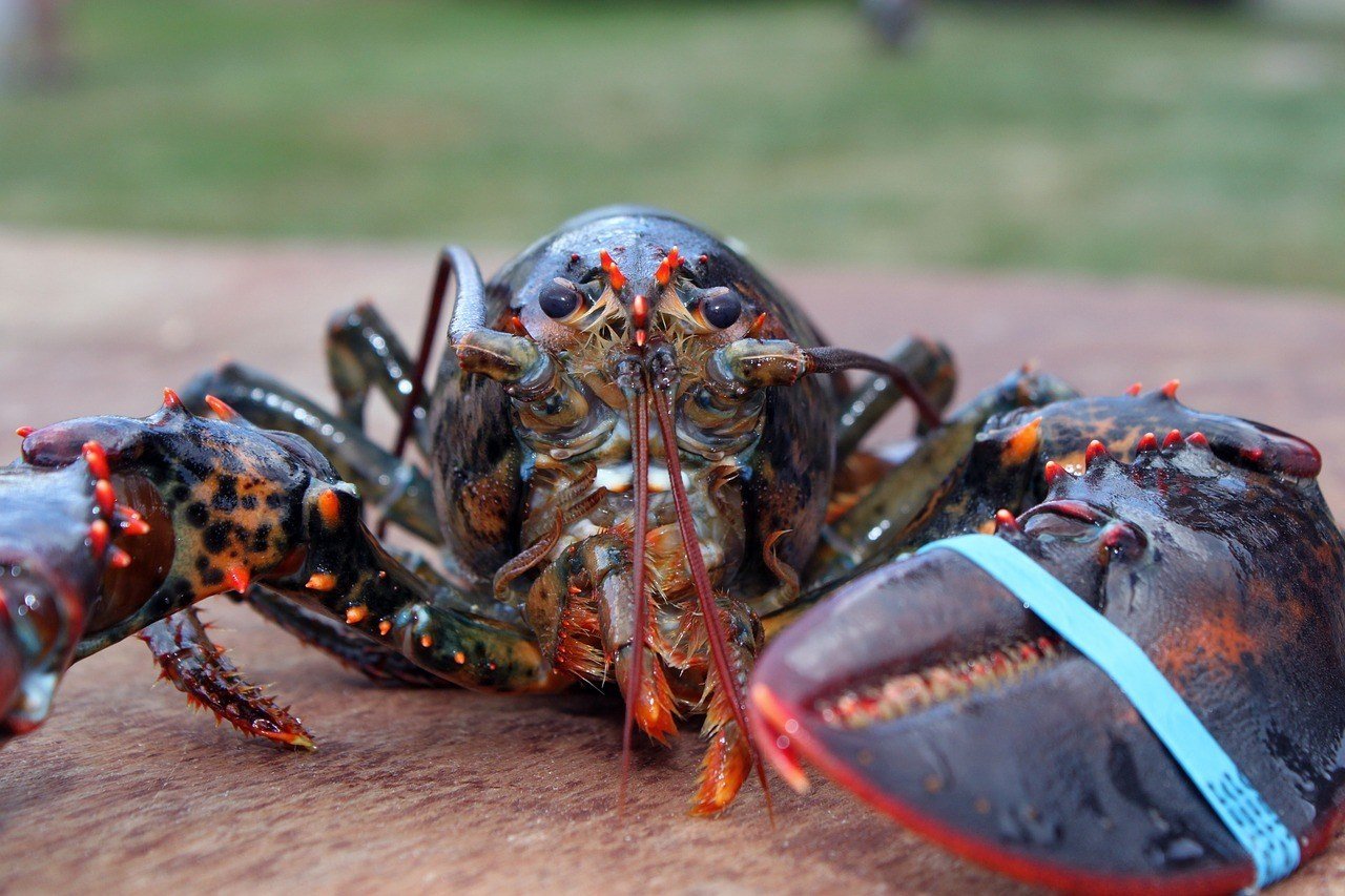 fresh caught lobster from maine