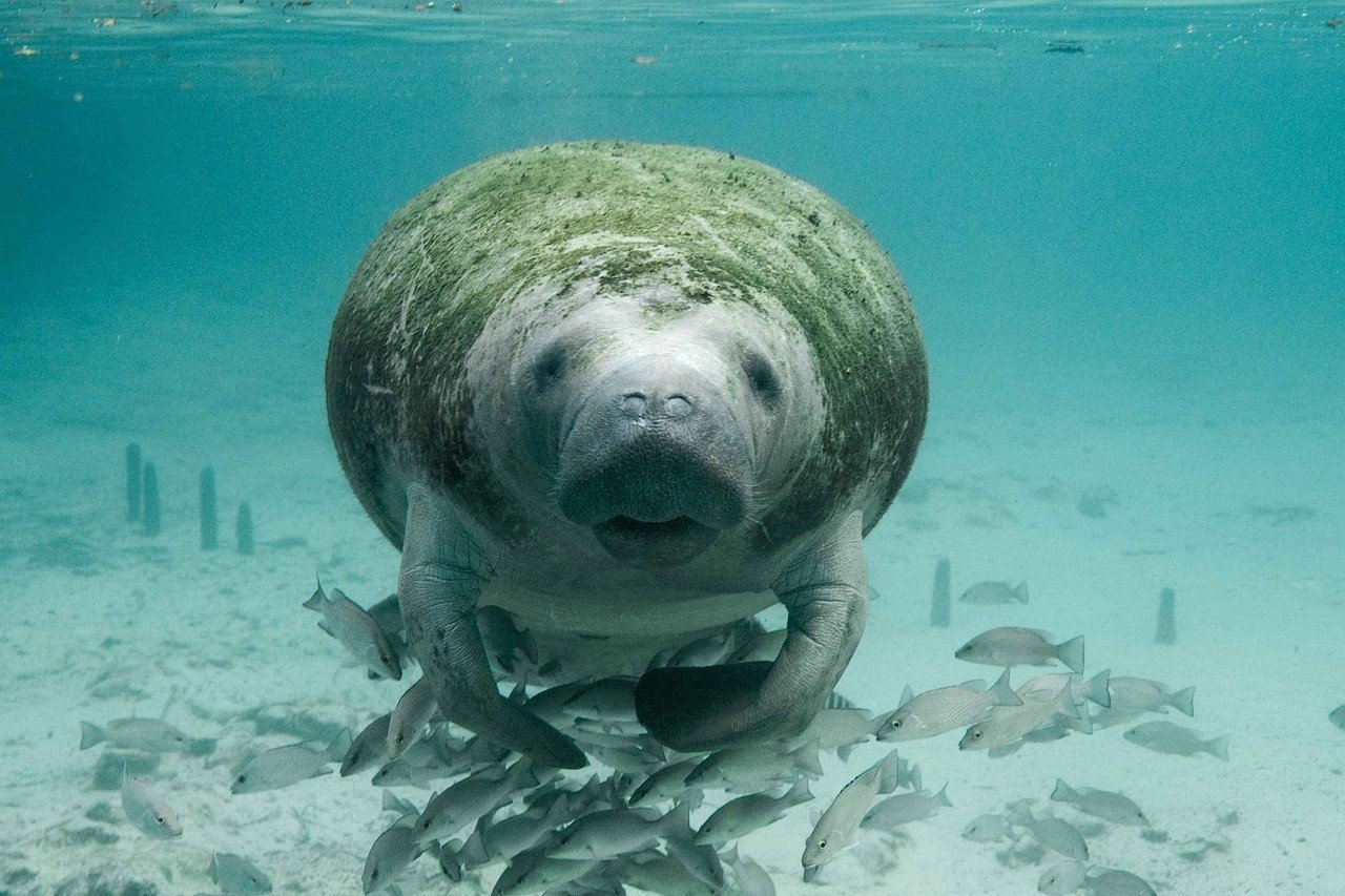 swimming with manatees florida