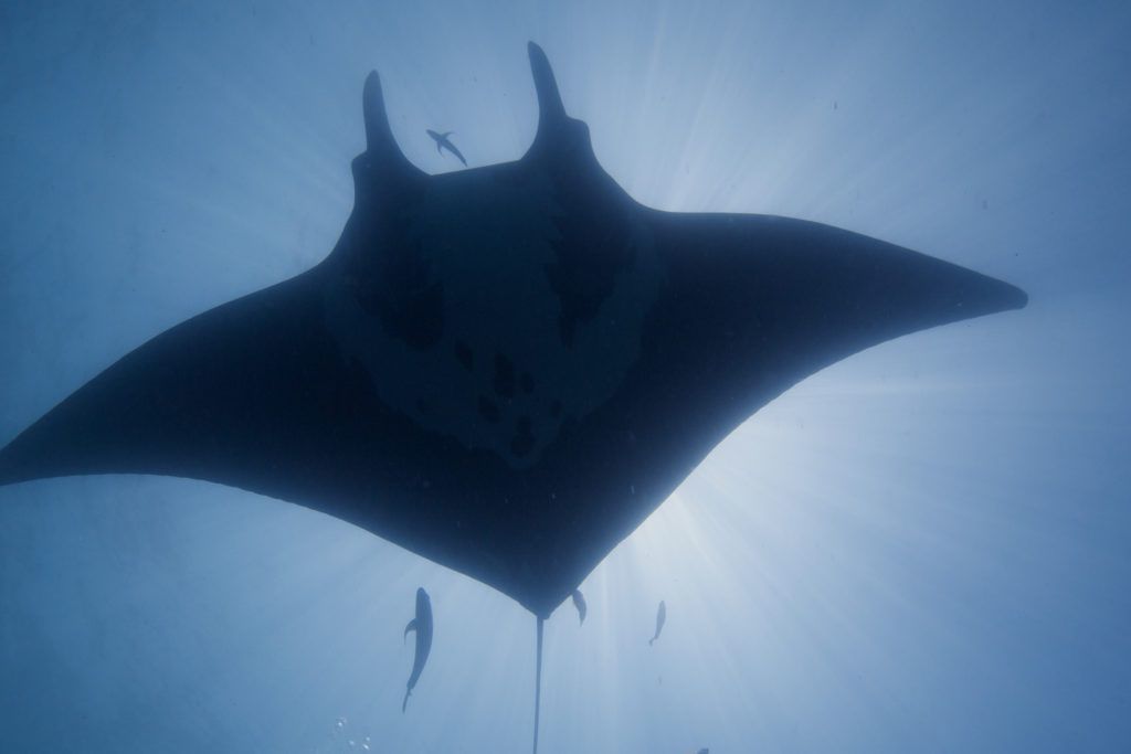 manta ray diving in mozambique