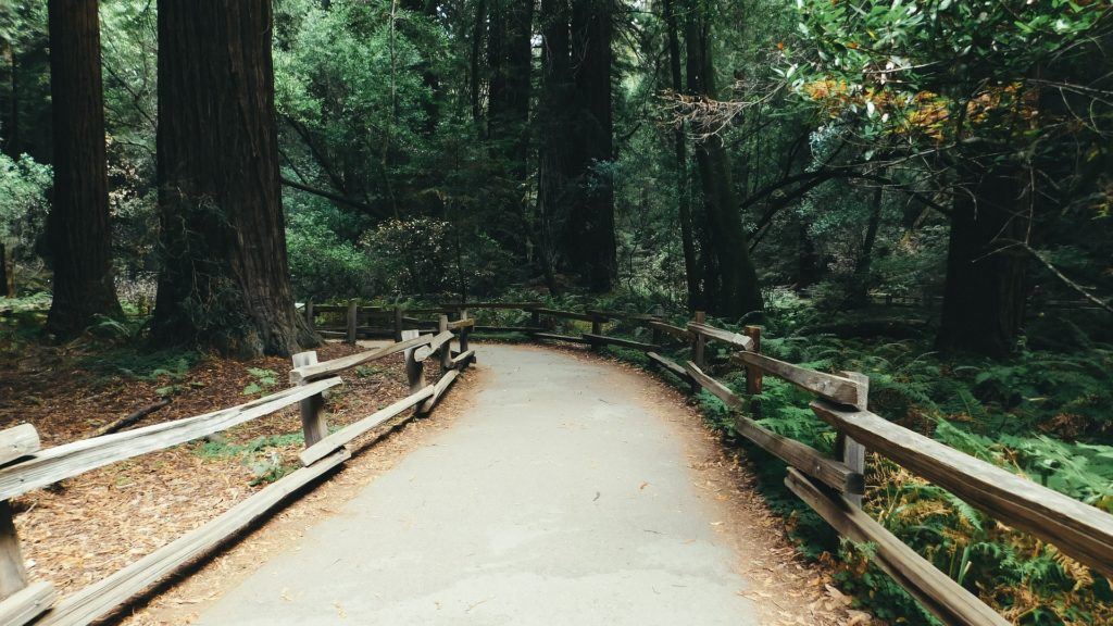 Muir Woods National Monument California