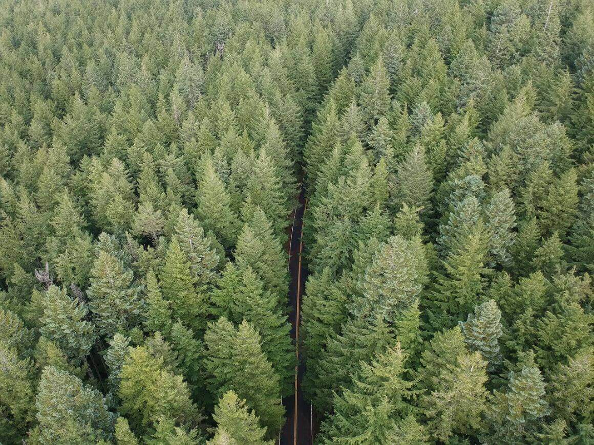 oregon pine forest roads