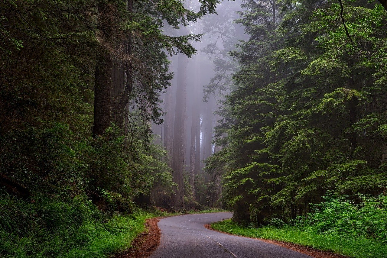 redwood national park road trip northern california