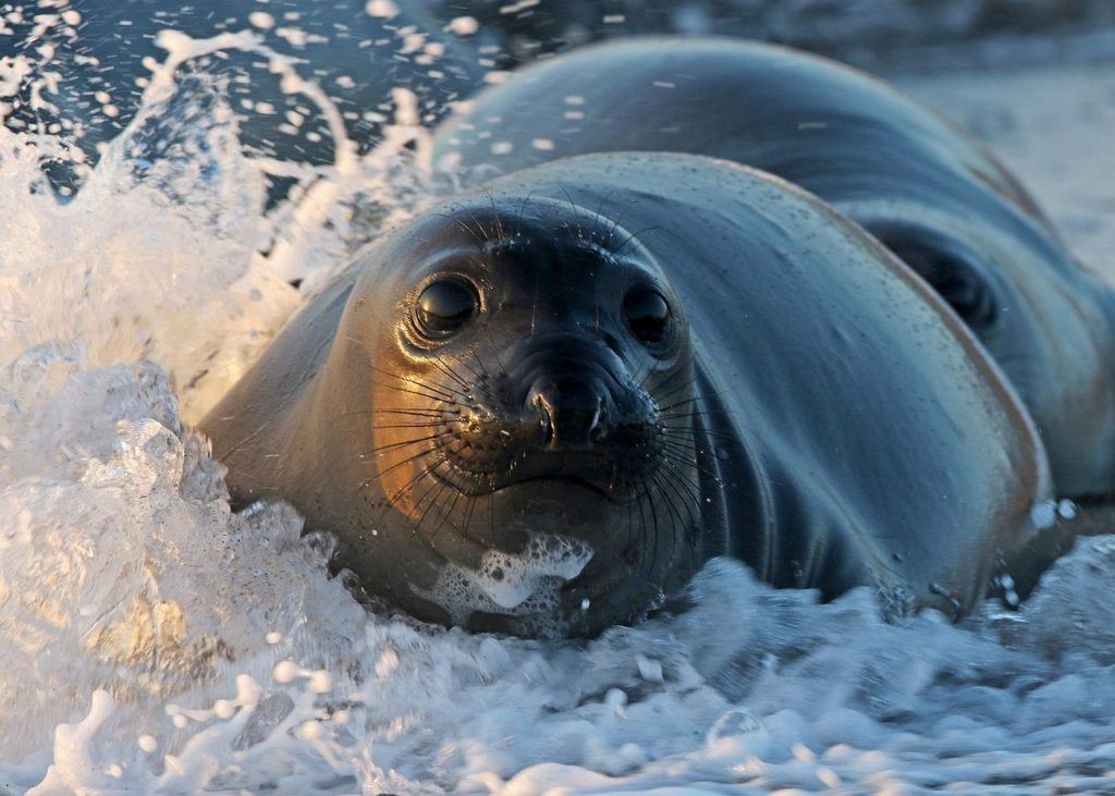 A seal in Kaikoura having a splash