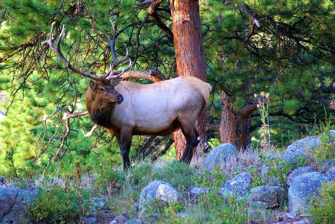 young bull elk in colorado things to do