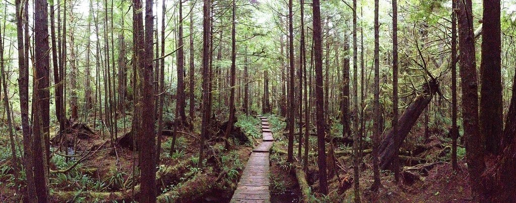 olympic national park boardwalk in the woods west coast road trip