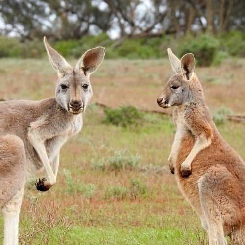 Kangaroos in Australia plotting to ruin a road trip