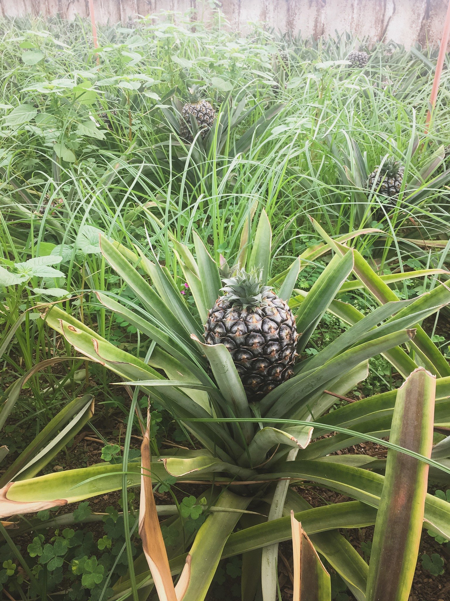 pineapples in Sao Miguel