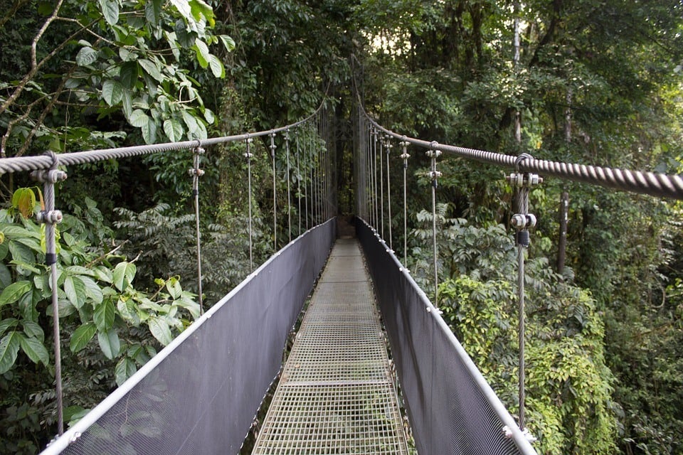 bridge in costa rica jungle 