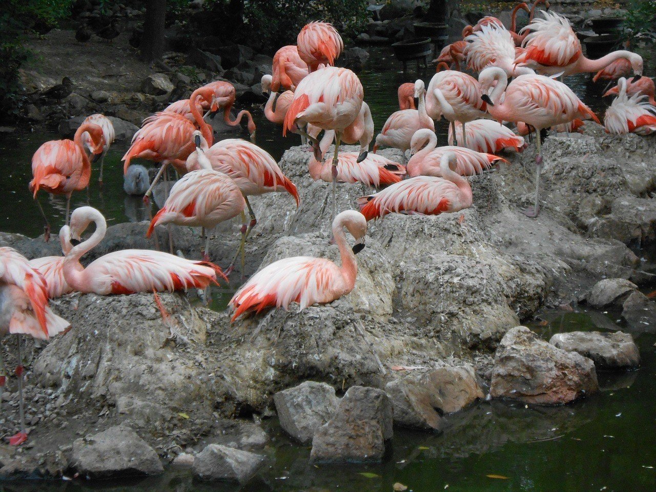 Flamingos in the city 