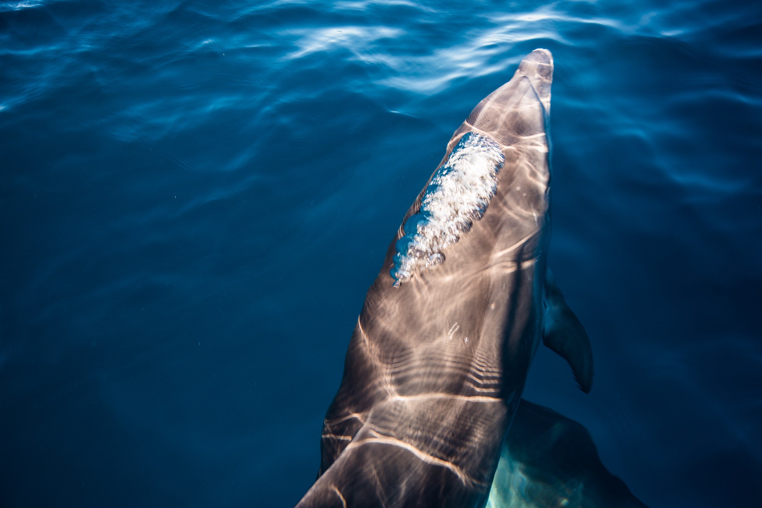 whale watching on the Azores