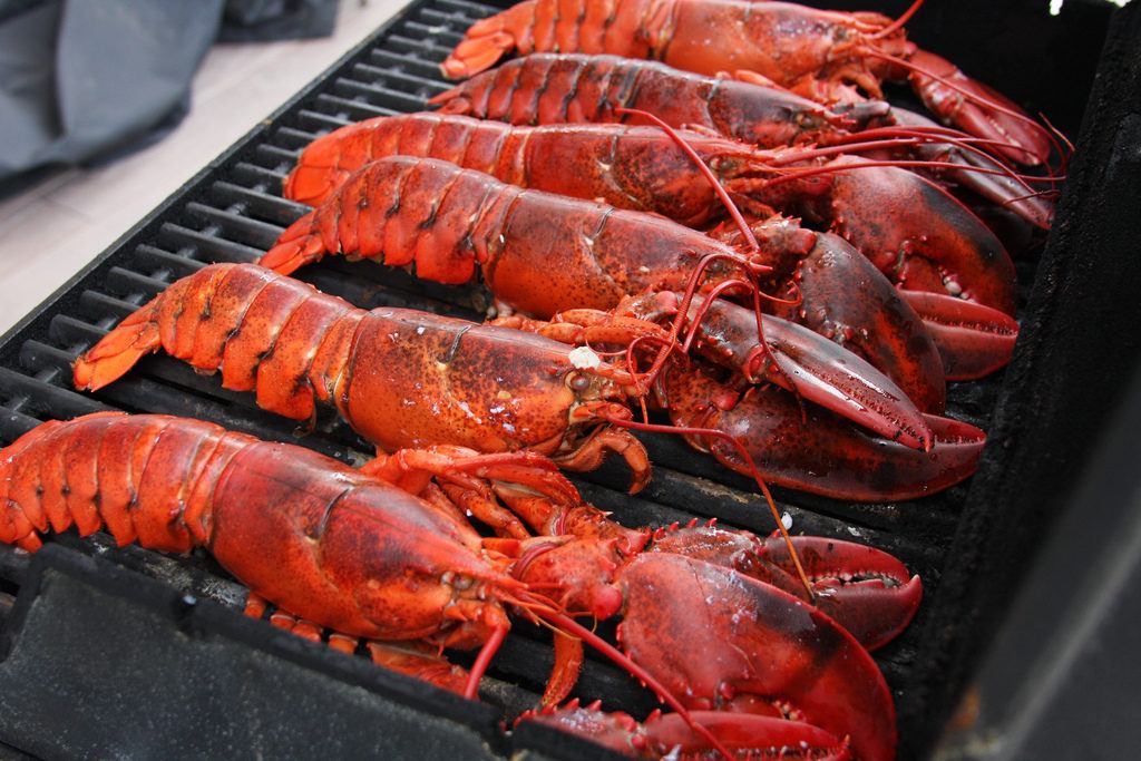 grilling lobsters from maine