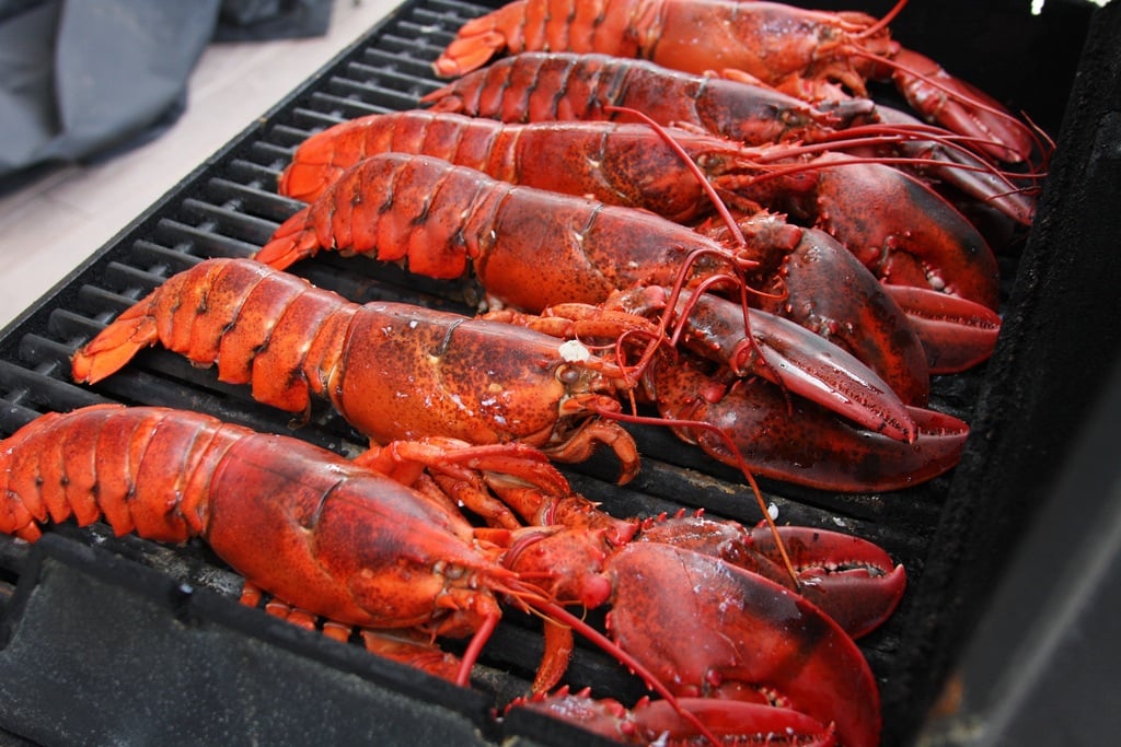 Grilling lobsters from Maine