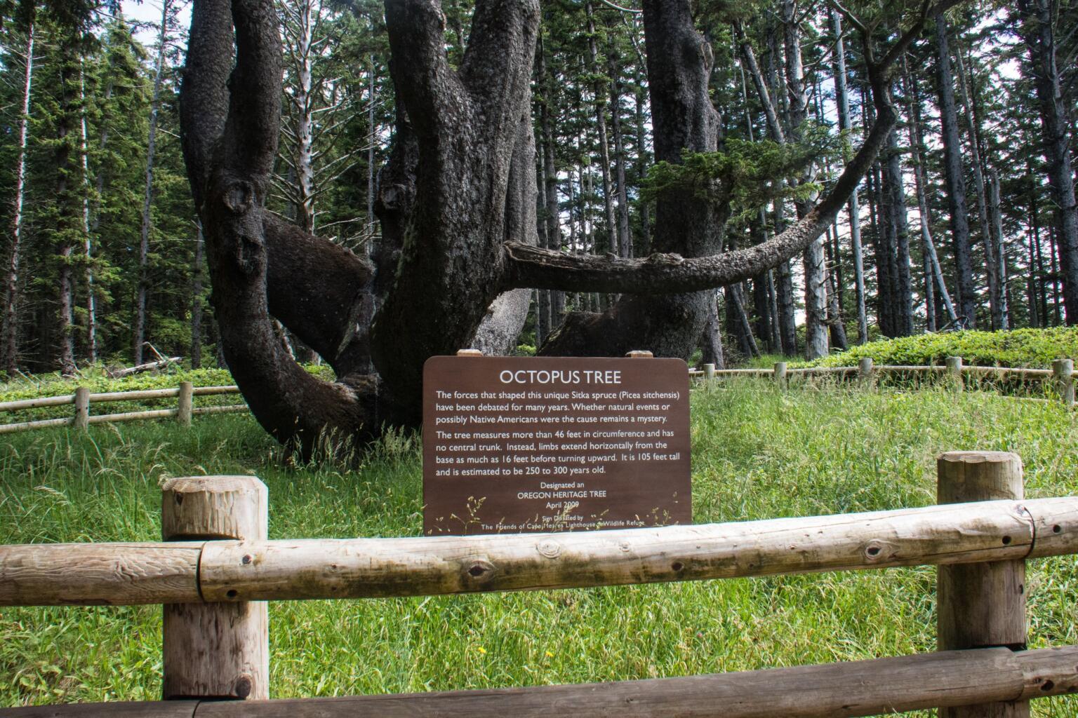 octopus tree oregon roadside attraction