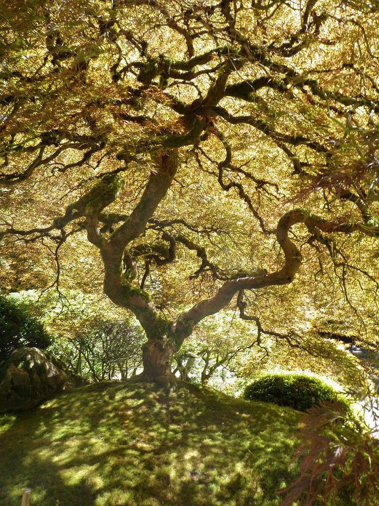 portland travel guide japanese gardens