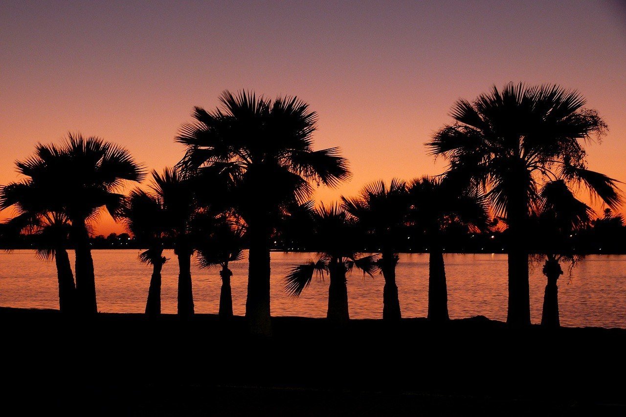 palm trees at sunset southern california coast