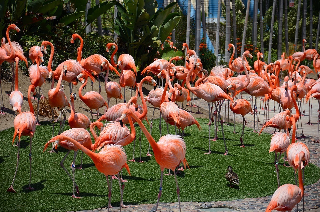 san diego zoo flamingos