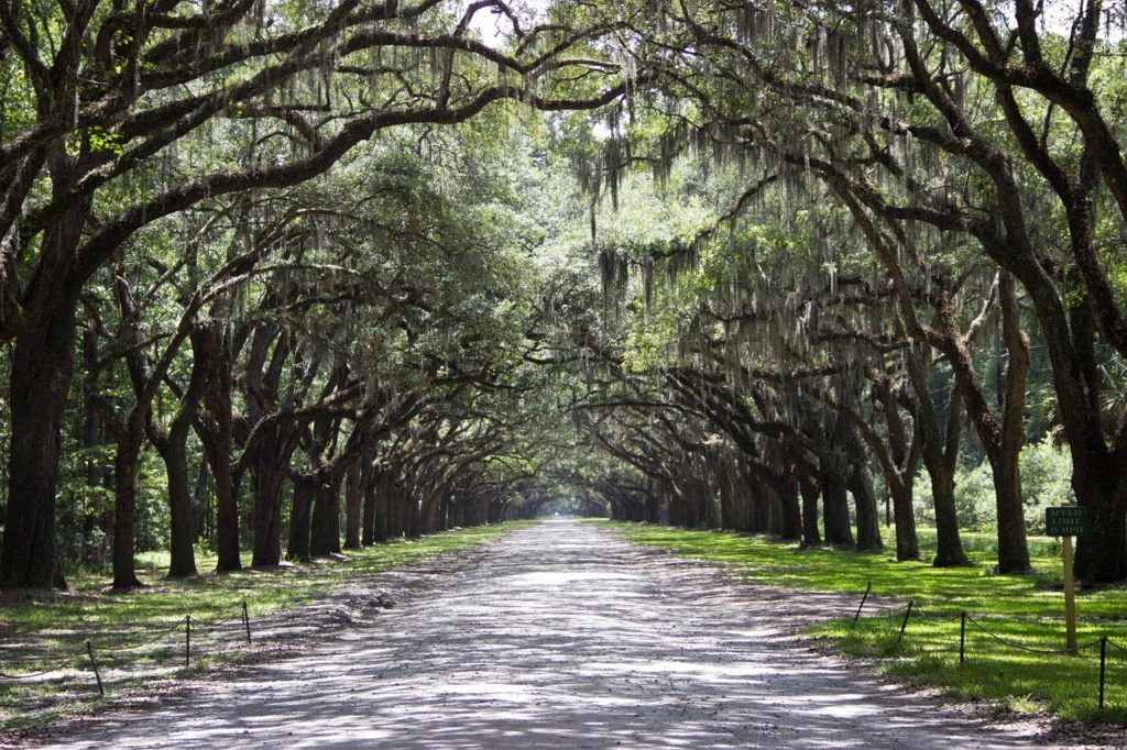 savannah georgia trees best places to visit in usa
