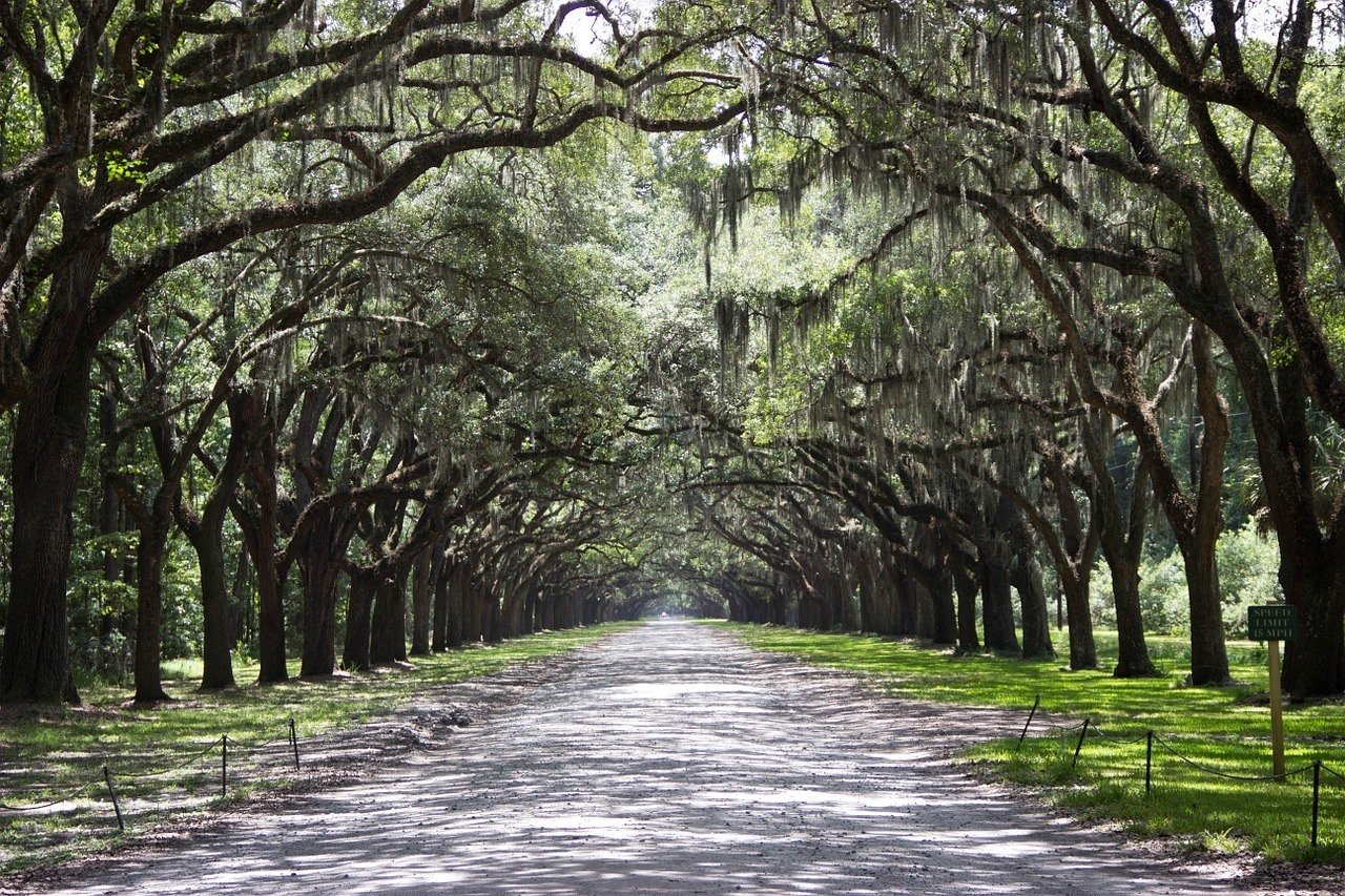 Savannah Georgia street and forest