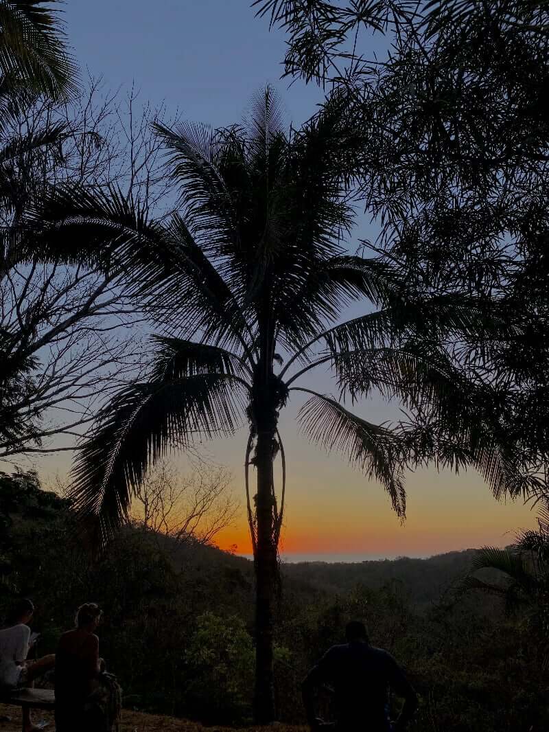 tourist watching over palm tree sunset