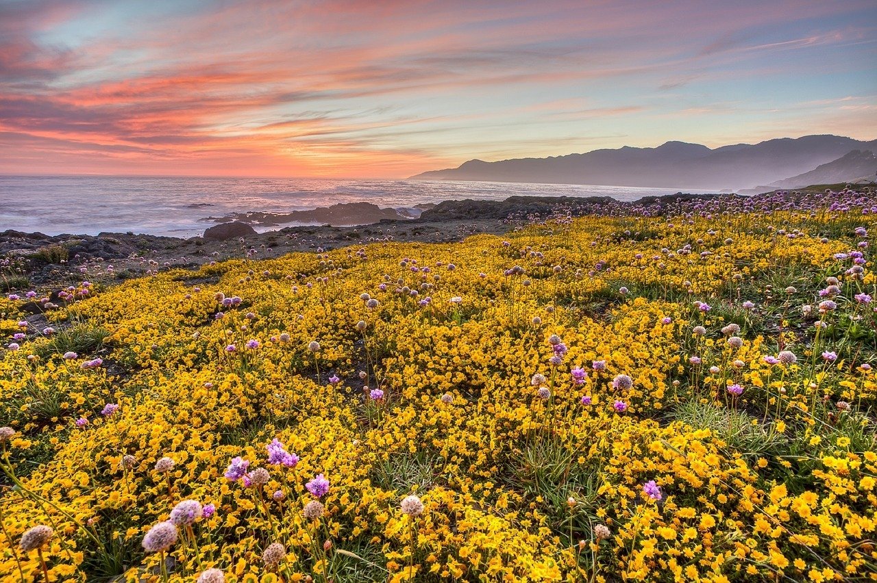 wildflowers on california coast at sunset