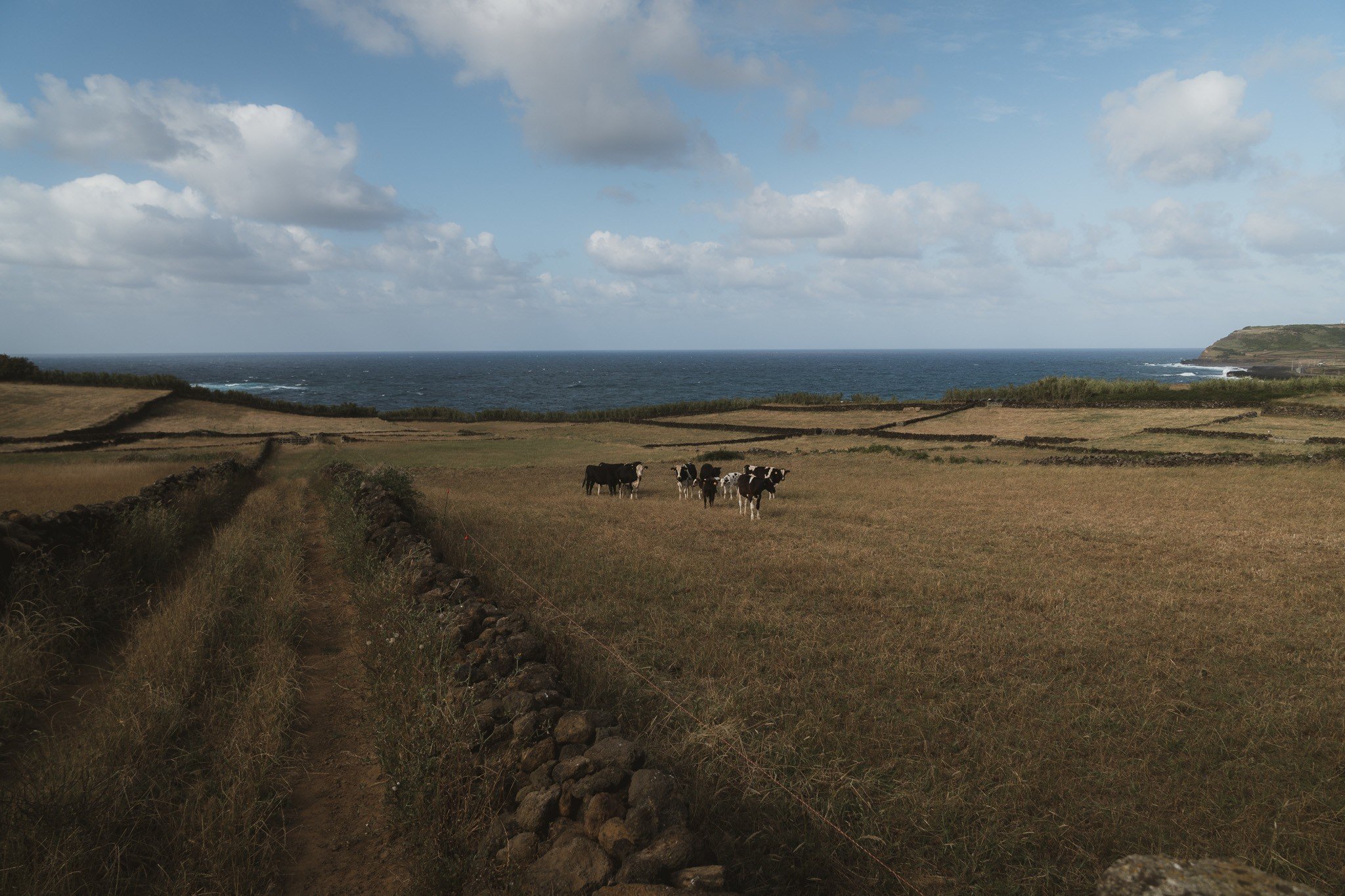 cows on the Azores