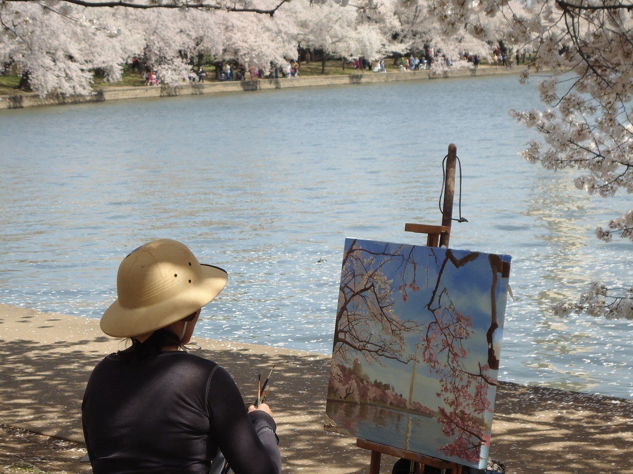 cherry blossoms in washington dc travel guide