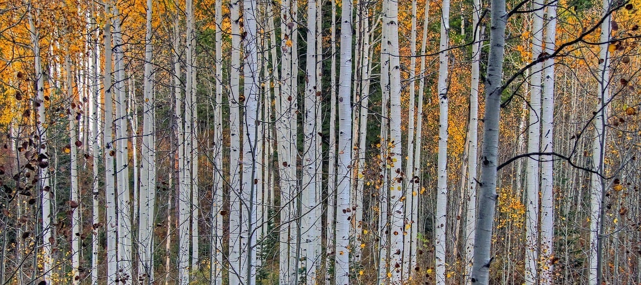 aspens in utah best places