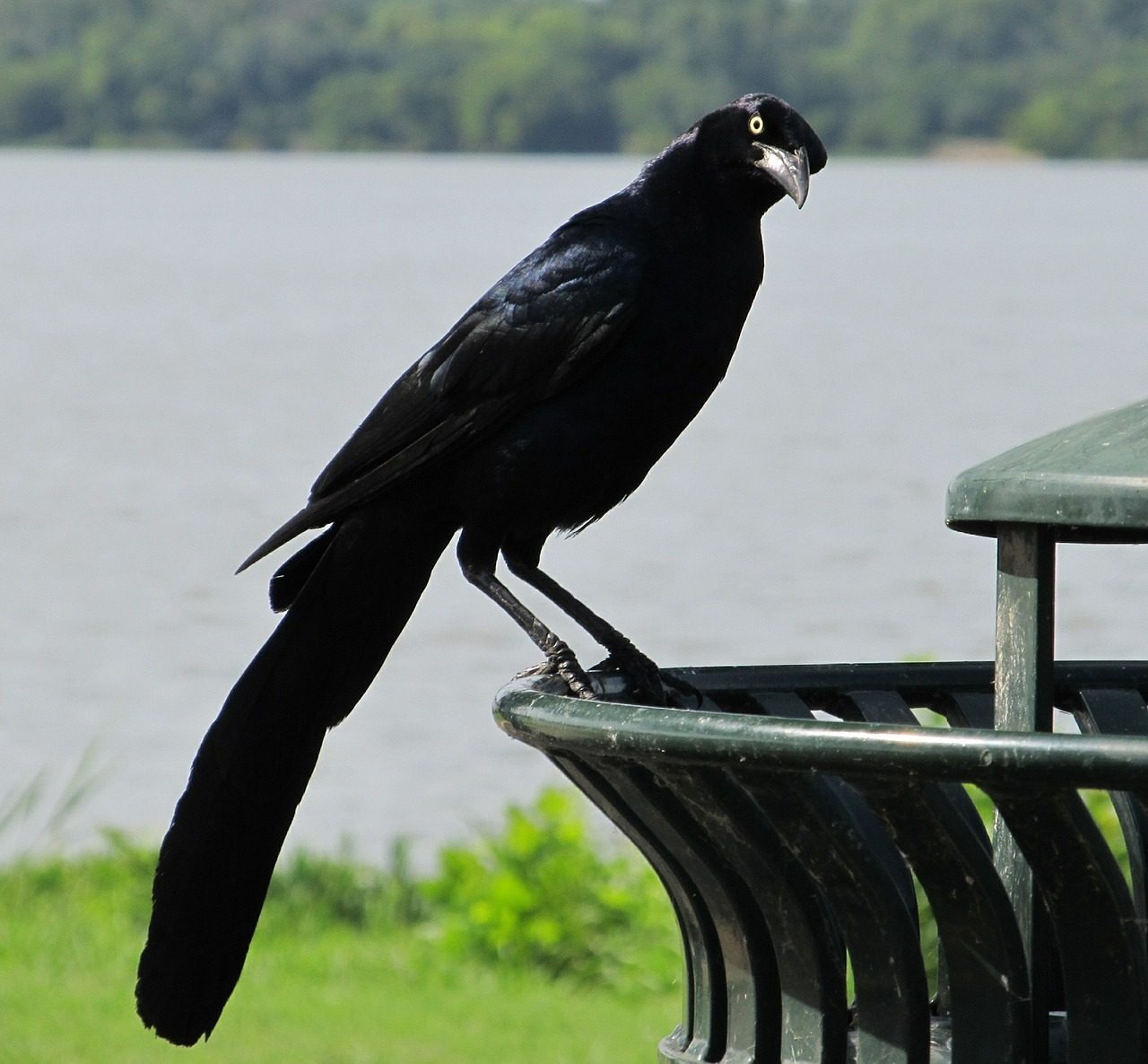 dallas blackbird scavenging
