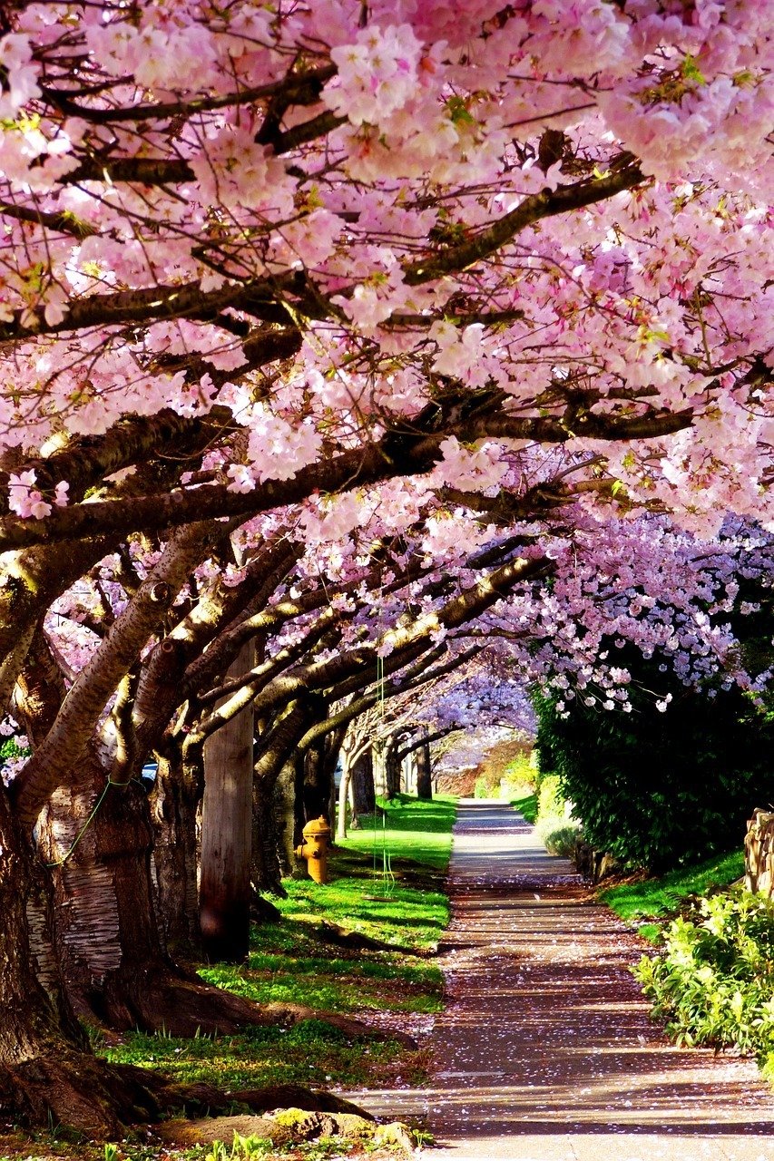 cherry blossom road seattle travel guide