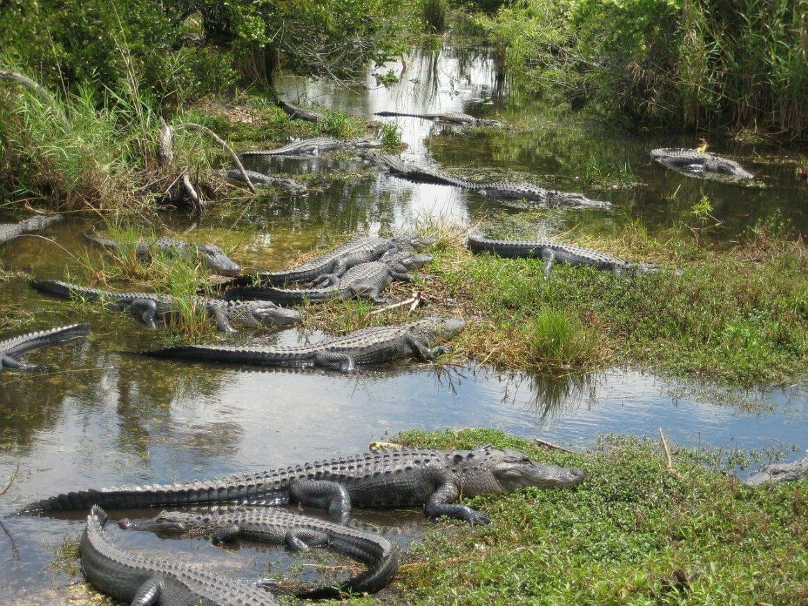 crocodiles in everglades road trip in florida