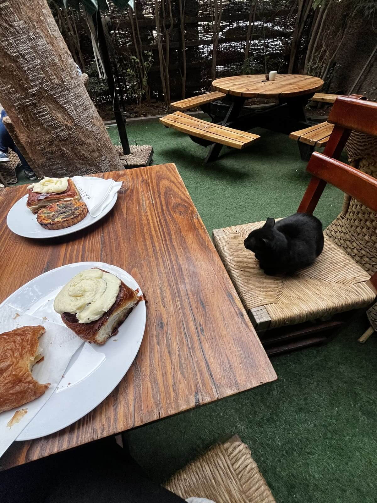 cafe snack with cats in cairo