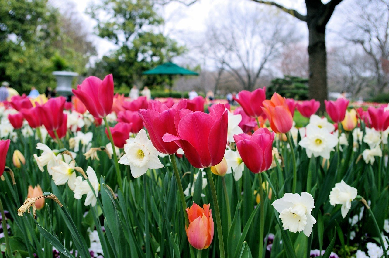 flowers in the dallas arboretum
