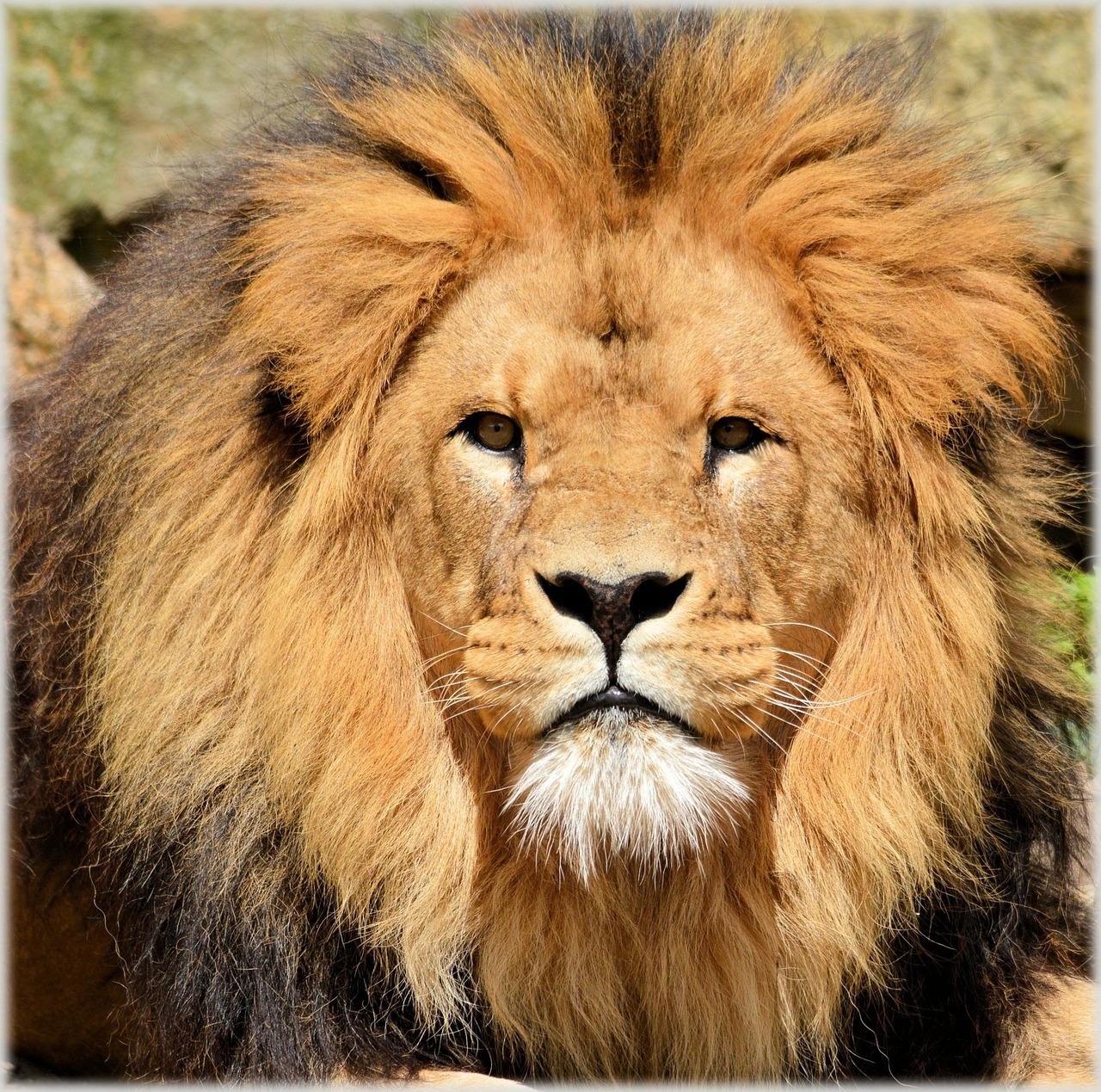 Artis Zoo