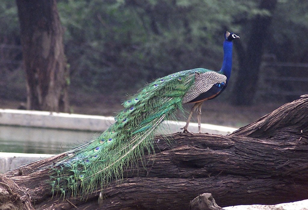 National Zoological Park, Delhi