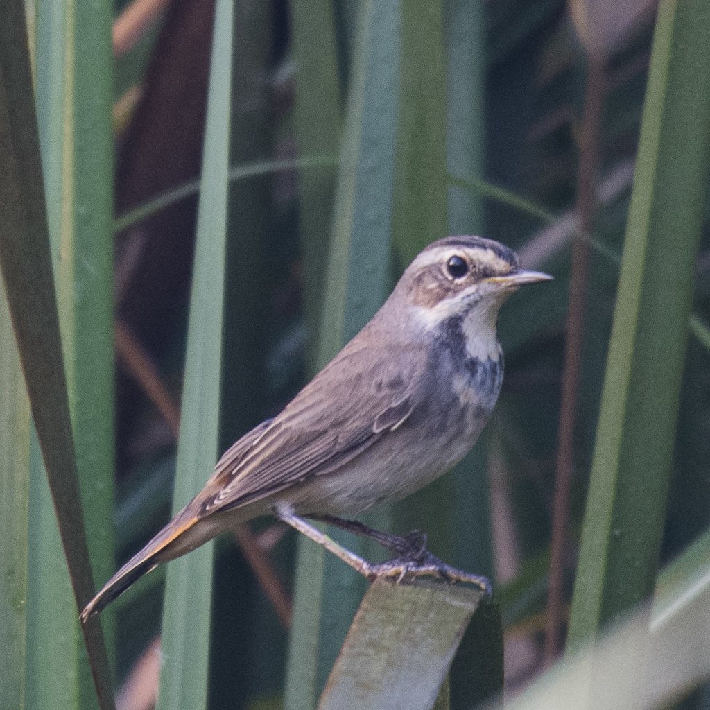 Okhla Bird Sanctuary, Delhi