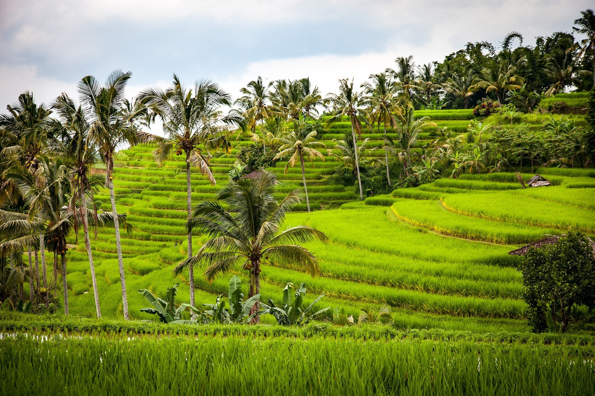 safety tips for traveling in bali rice paddies